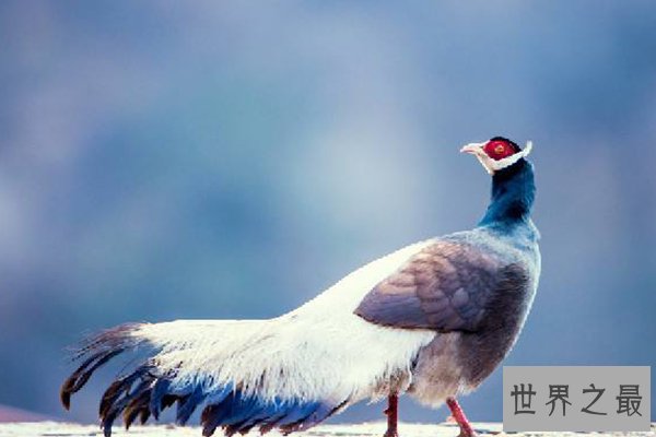 中国十大濒危物种