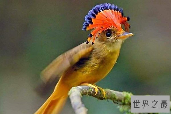世界十大最美鸟类