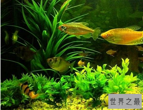 家中养什么鱼风水好?盘点十大风水鱼排名