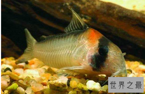 家中养什么鱼风水好?盘点十大风水鱼排名