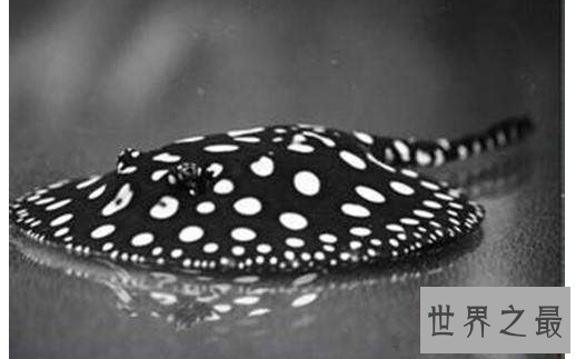 家中养什么鱼风水好?盘点十大风水鱼排名