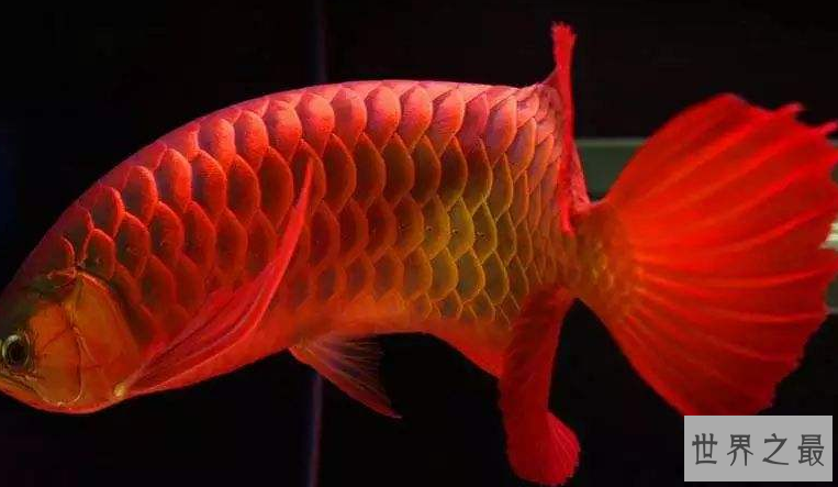 家中养什么鱼风水好?盘点十大风水鱼排名