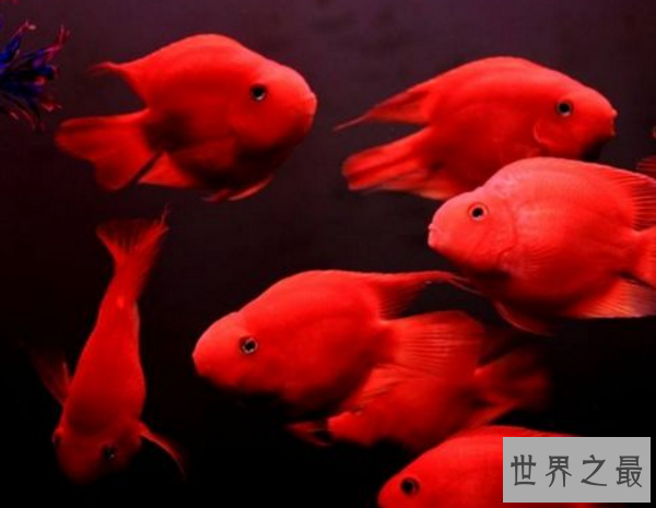 家中养什么鱼风水好?盘点十大风水鱼排名