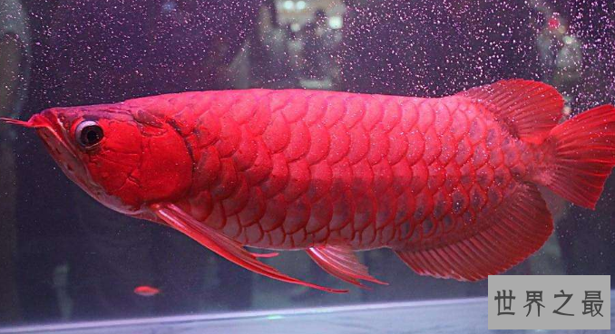 家中养什么鱼风水好?盘点十大风水鱼排名