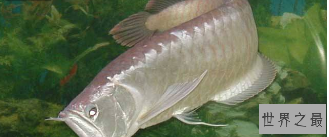 家中养什么鱼风水好?盘点十大风水鱼排名