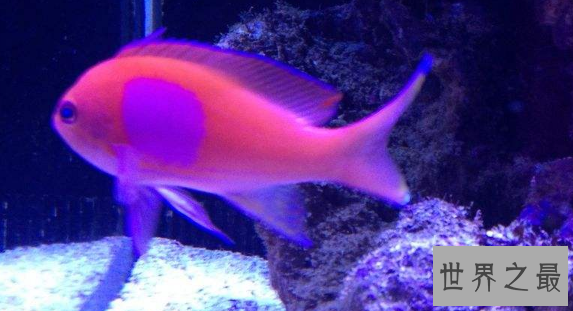 家中养什么鱼风水好?盘点十大风水鱼排名