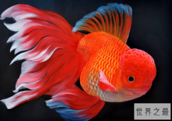 家中养什么鱼风水好？盘点十大风水鱼排名