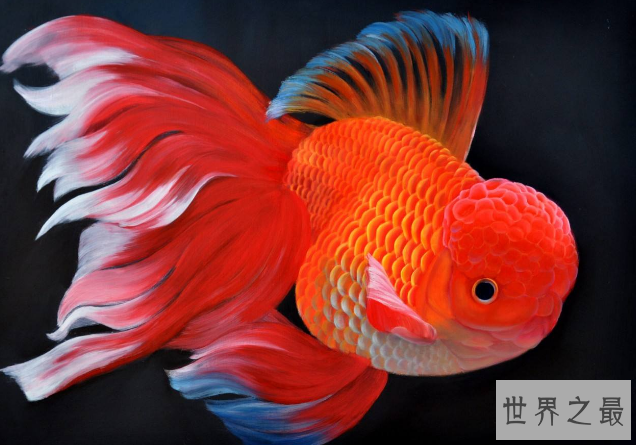 家中养什么鱼风水好?盘点十大风水鱼排名