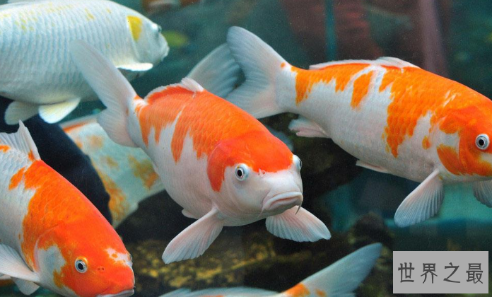 家中养什么鱼风水好?盘点十大风水鱼排名