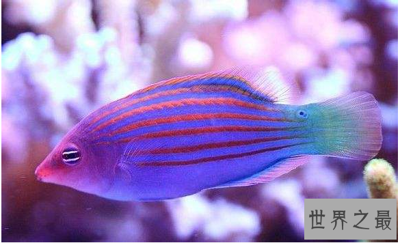 十大名贵观赏鱼排行榜,盘点世界上最贵最漂亮的观赏鱼