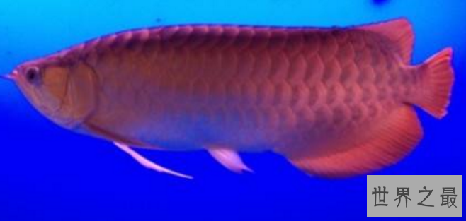 十大名贵观赏鱼排行榜,盘点世界上最贵最漂亮的观赏鱼