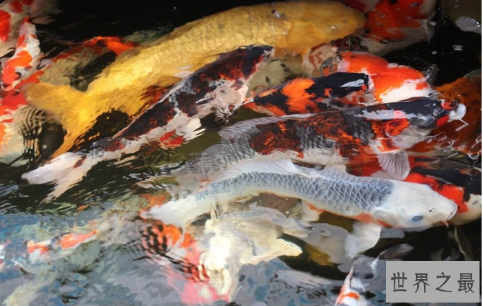 十大名贵观赏鱼排行榜,盘点世界上最贵最漂亮的观赏鱼