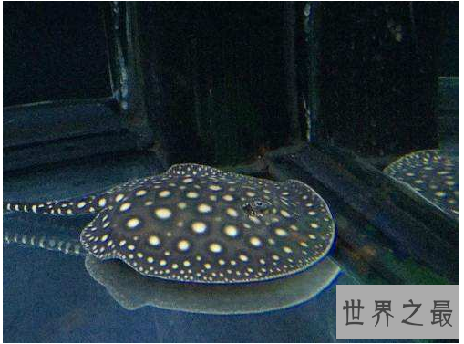 十大名贵观赏鱼排行榜,盘点世界上最贵最漂亮的观赏鱼