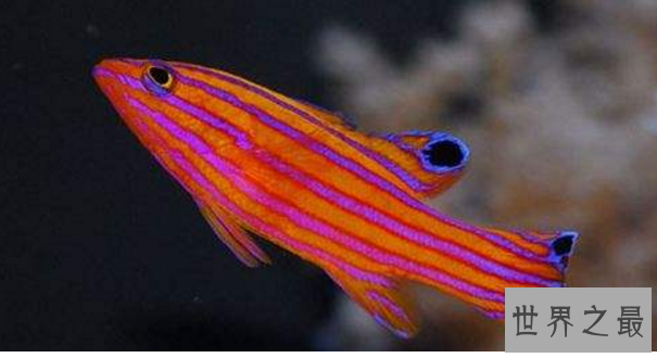 十大名贵观赏鱼排行榜,盘点世界上最贵最漂亮的观赏鱼