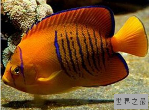 十大名贵观赏鱼排行榜,盘点世界上最贵最漂亮的观赏鱼