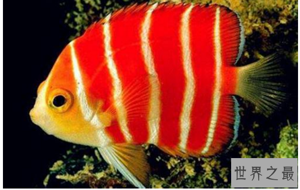 十大名贵观赏鱼排行榜,盘点世界上最贵最漂亮的观赏鱼