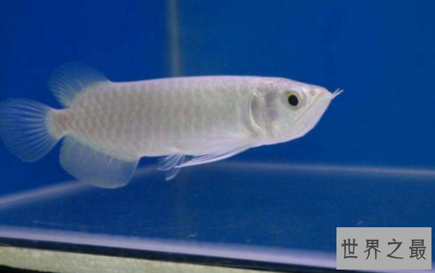 十大名贵观赏鱼排行榜,盘点世界上最贵最漂亮的观赏鱼