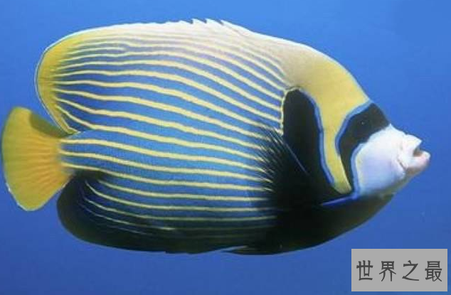 十大名贵观赏鱼排行榜,盘点世界上最贵最漂亮的观赏鱼