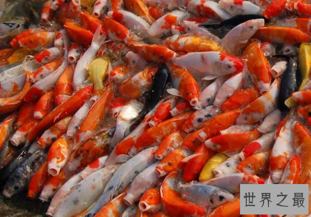 小型冷水观赏鱼排行榜，最好养的小型冷水鱼在这