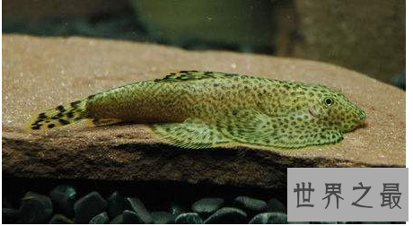 小型冷水观赏鱼排行榜，最好养的小型冷水鱼在这