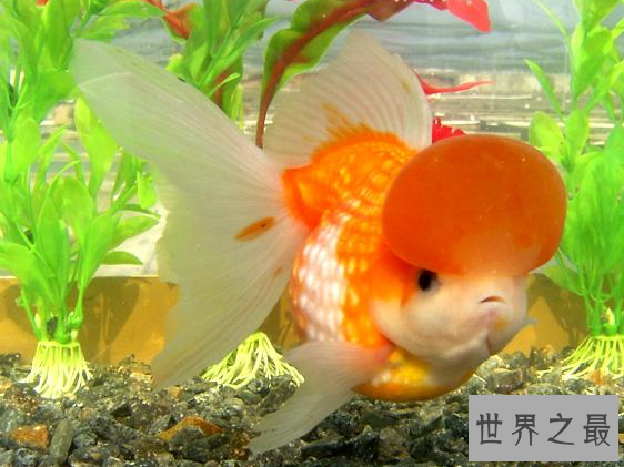 小型冷水观赏鱼排行榜，最好养的小型冷水鱼在这