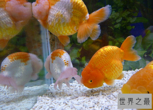 小型冷水观赏鱼排行榜，最好养的小型冷水鱼在这