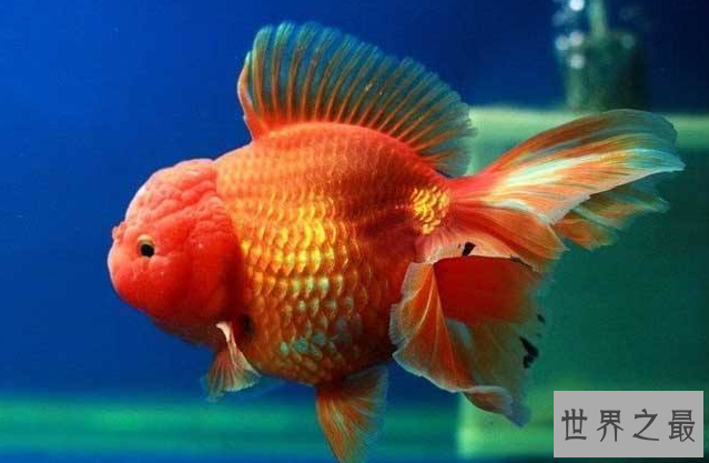 小型冷水观赏鱼排行榜，最好养的小型冷水鱼在这