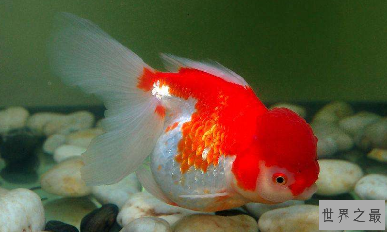 小型冷水观赏鱼排行榜，最好养的小型冷水鱼在这