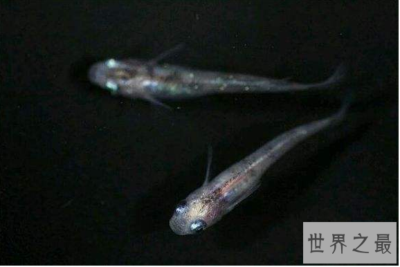 小型冷水观赏鱼排行榜，最好养的小型冷水鱼在这