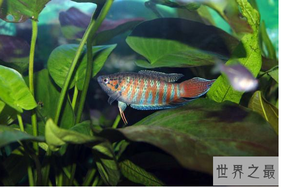 小型冷水观赏鱼排行榜，最好养的小型冷水鱼在这