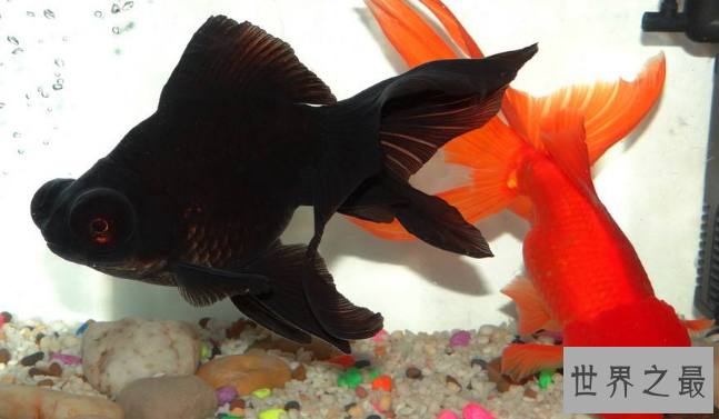 小型冷水观赏鱼排行榜，最好养的小型冷水鱼在这