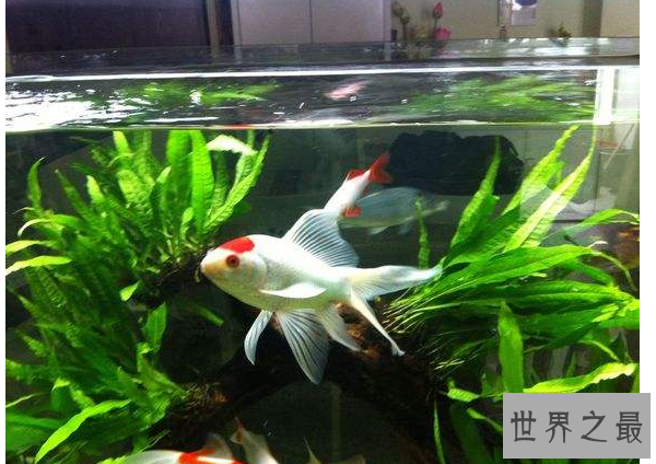 冷水鱼观赏鱼排行榜，适合新手养的冷水观赏鱼