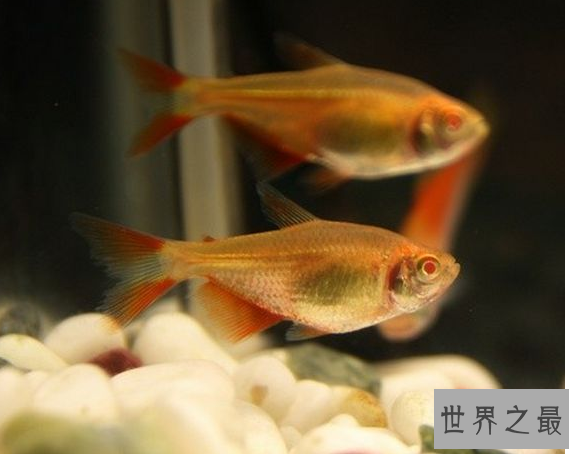 冷水鱼观赏鱼排行榜，适合新手养的冷水观赏鱼