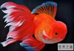 冷水鱼观赏鱼排行榜，适合新手养的冷水观赏鱼