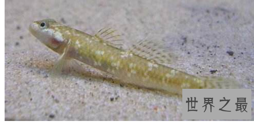 冷水鱼观赏鱼排行榜，适合新手养的冷水观赏鱼