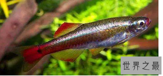 冷水鱼观赏鱼排行榜，适合新手养的冷水观赏鱼