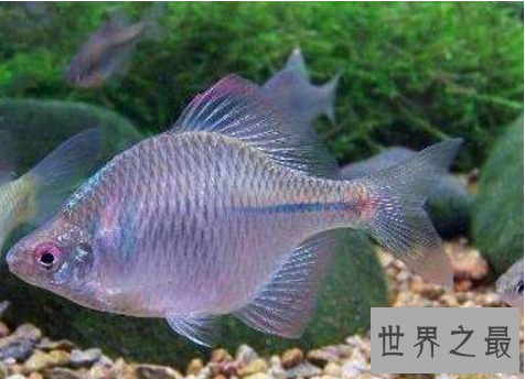 冷水鱼观赏鱼排行榜，适合新手养的冷水观赏鱼