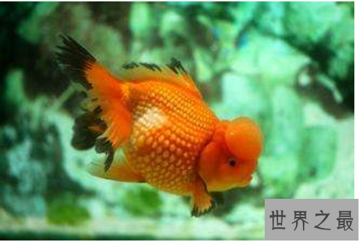 冷水鱼观赏鱼排行榜，适合新手养的冷水观赏鱼