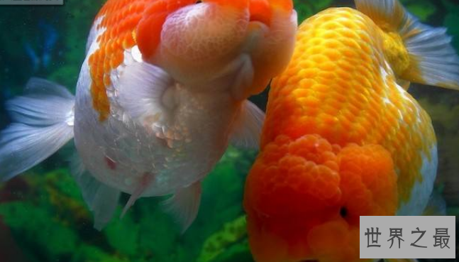 冷水鱼观赏鱼排行榜，适合新手养的冷水观赏鱼