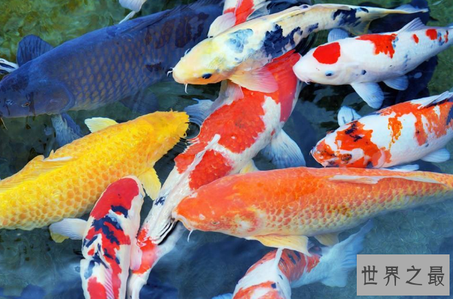 冷水鱼观赏鱼排行榜，适合新手养的冷水观赏鱼