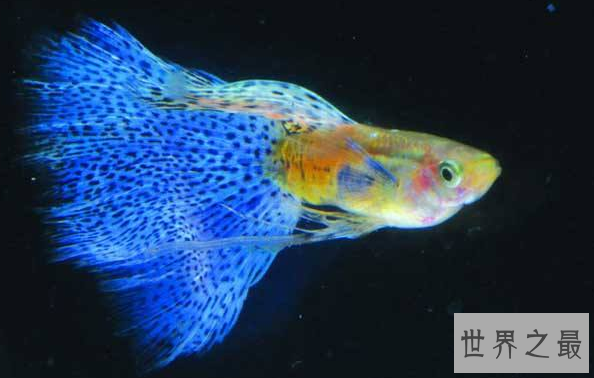 什么观赏鱼好看又好养？盘点好养的鱼排行