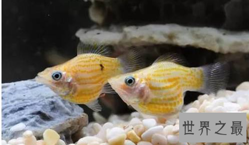 什么观赏鱼好看又好养？盘点好养的鱼排行