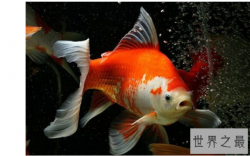 什么观赏鱼好看又好养？盘点好养的鱼排行