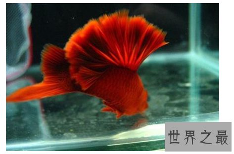 什么观赏鱼好看又好养？盘点好养的鱼排行