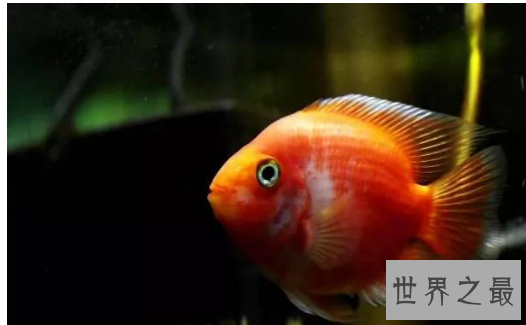 什么观赏鱼好看又好养？盘点好养的鱼排行