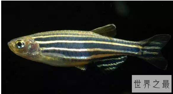 什么观赏鱼好看又好养？盘点好养的鱼排行