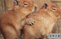 十大对人类友好的动物：跟人类最友好的动物