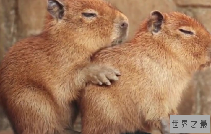 十大对人类友好的动物:跟人类最友好的动物