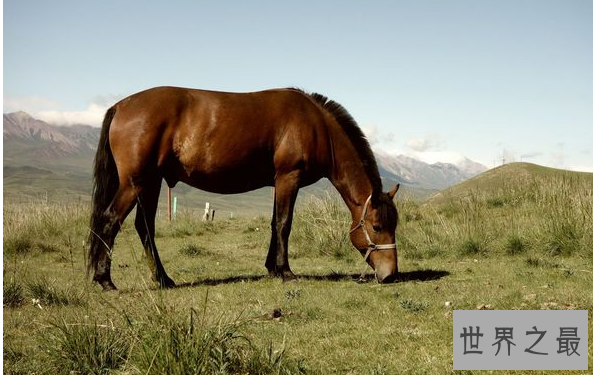 十大对人类友好的动物:跟人类最友好的动物