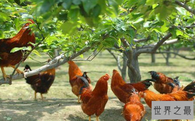 十大对人类友好的动物:跟人类最友好的动物